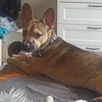 Собаки в добрые руки - Собака - 1