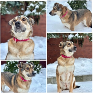 Собаки в добрые руки - Алиса