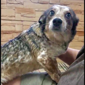 Собаки в добрые руки - Элли