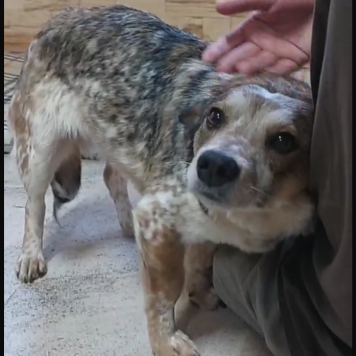 Собаки в добрые руки - Элли - 1