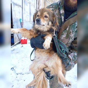 Собаки в добрые руки - Рози