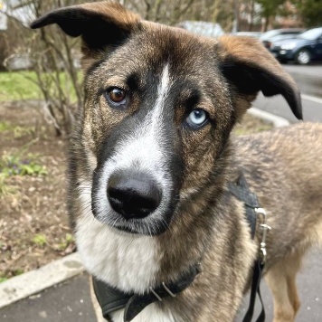 Собаки в добрые руки - Уна