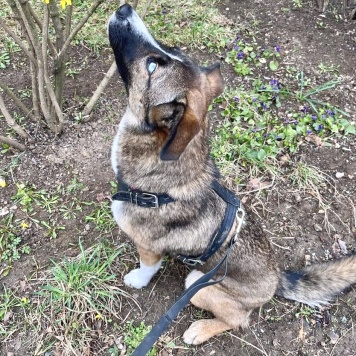 Собаки в добрые руки - Уна - 1