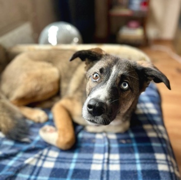 Собаки в добрые руки - Уна - 2