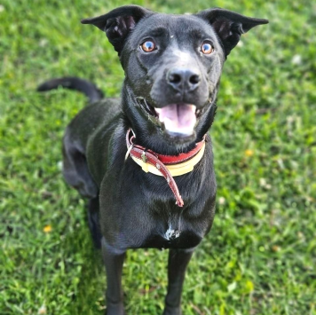 Собаки в добрые руки - Мия