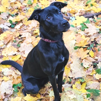 Собаки в добрые руки - Мия - 1