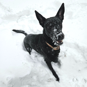 Собаки в добрые руки - Мия - 2