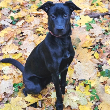 Собаки в добрые руки - Мия - 3