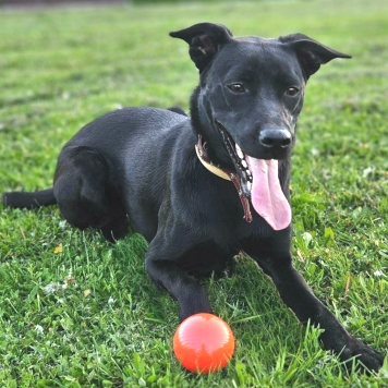 Собаки в добрые руки - Мия - 4