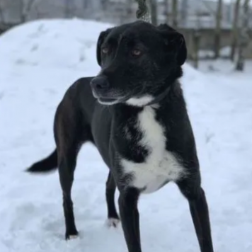 Собаки в добрые руки - Боня