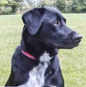 Собаки в добрые руки - Боня - 1