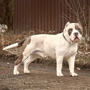 Ричард - Собаки в добрые руки