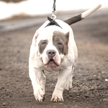 Собаки в добрые руки - Ричард - 1