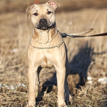 Майло - Собаки в добрые руки