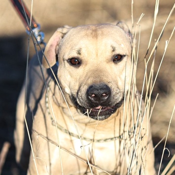 Собаки в добрые руки - Майло - 1