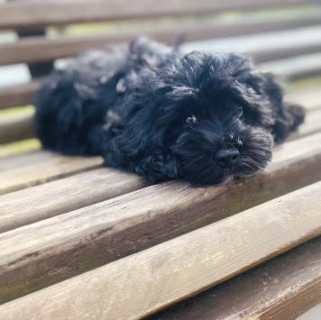 Собаки в добрые руки - Буч (мальтипу)