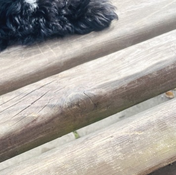 Собаки в добрые руки - Буч (мальтипу) - 1