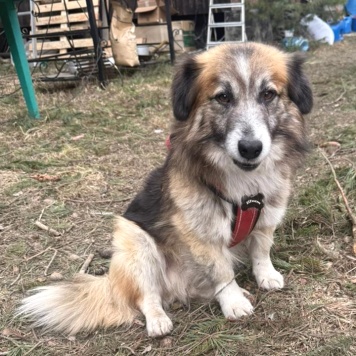 Собаки в добрые руки - Шкет