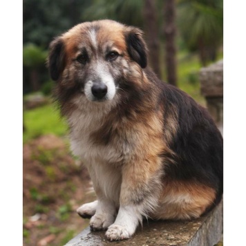 Собаки в добрые руки - Шкет - 1