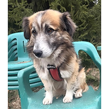 Собаки в добрые руки - Шкет - 2