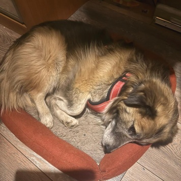 Собаки в добрые руки - Шкет - 3