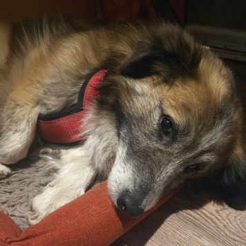 Собаки в добрые руки - Шкет - 4