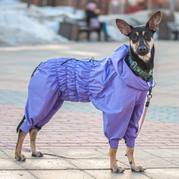 Собаки в добрые руки - Айрис