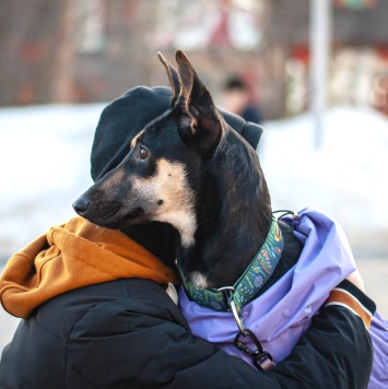 Собаки в добрые руки - Айрис - 1