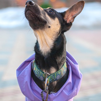 Собаки в добрые руки - Айрис - 2