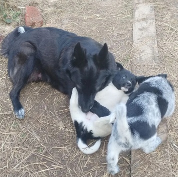 Собаки в добрые руки - Пока без клички
