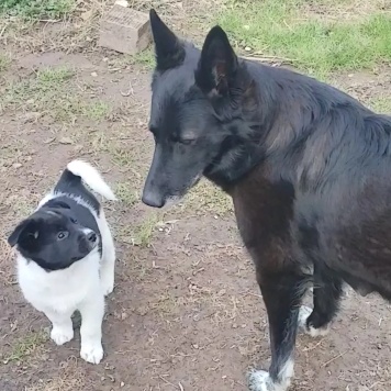 Собаки в добрые руки - Пока без клички - 1