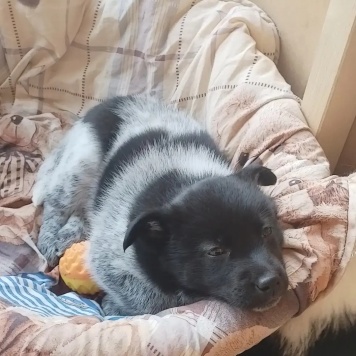 Собаки в добрые руки - Пока без клички - 2