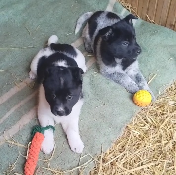 Собаки в добрые руки - Пока без клички - 3