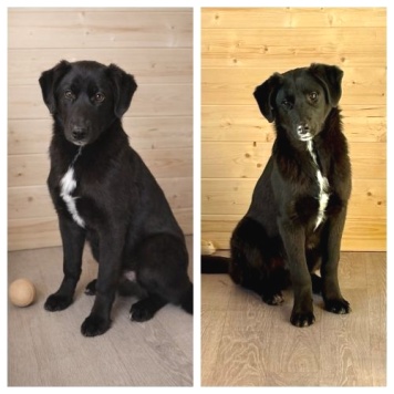 Ричард и Сеня - Собаки в добрые руки