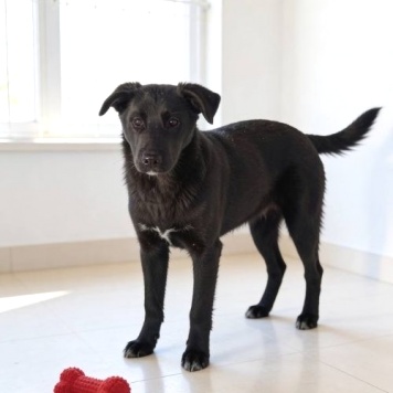 Собаки в добрые руки - Ричард и Сеня - 1