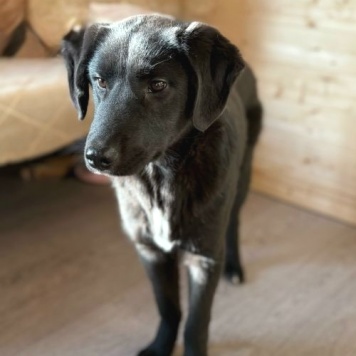 Собаки в добрые руки - Ричард и Сеня - 2