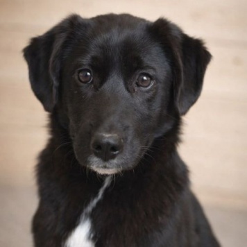 Собаки в добрые руки - Ричард и Сеня - 3