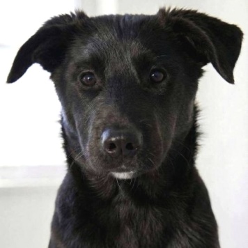 Собаки в добрые руки - Ричард и Сеня - 4