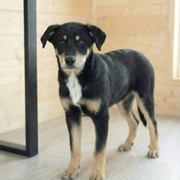 Собаки в добрые руки - Степа