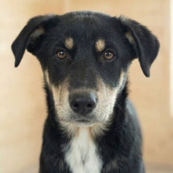 Собаки в добрые руки - Степа - 1