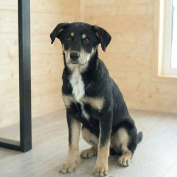 Собаки в добрые руки - Степа - 2