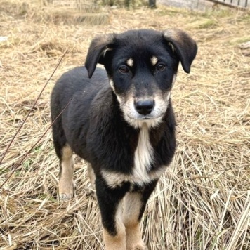 Собаки в добрые руки - Степа - 3