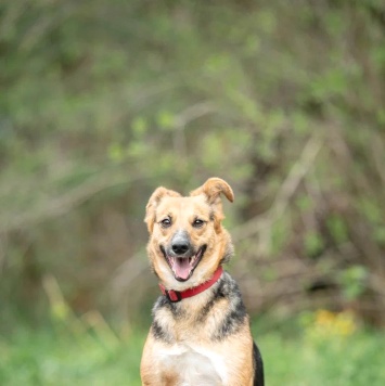 Собаки в добрые руки - Люся