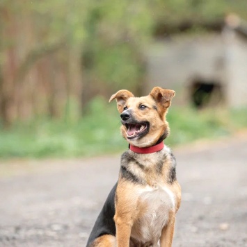 Собаки в добрые руки - Люся - 1