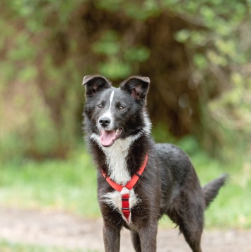 Собаки в добрые руки - Арчи