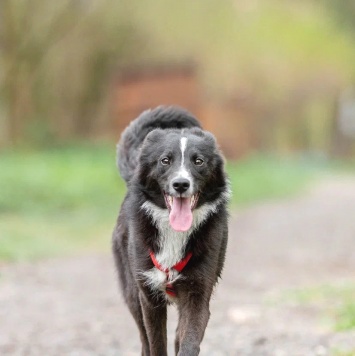 Собаки в добрые руки - Арчи - 1