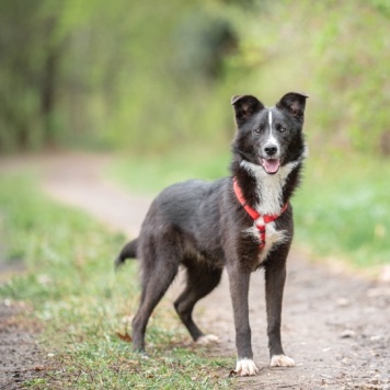 Собаки в добрые руки - Арчи - 2