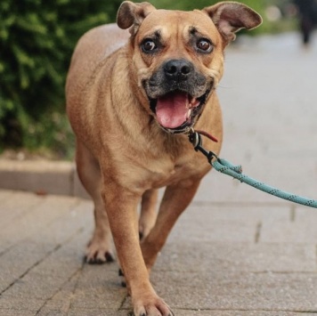 Собаки в добрые руки - Джуди