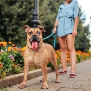 Собаки в добрые руки - Джуди - 1