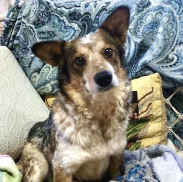 Собаки в добрые руки - Элли